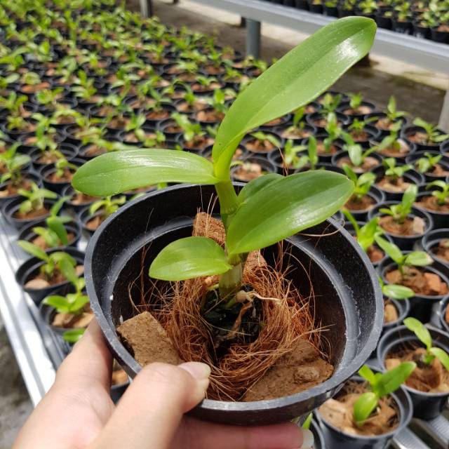 Dendrobium Seedling