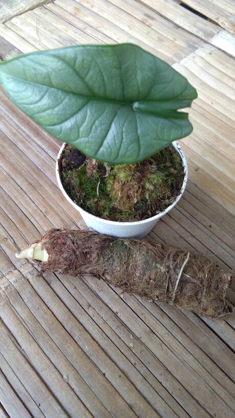 Bonggol Alocasia Watsoniana