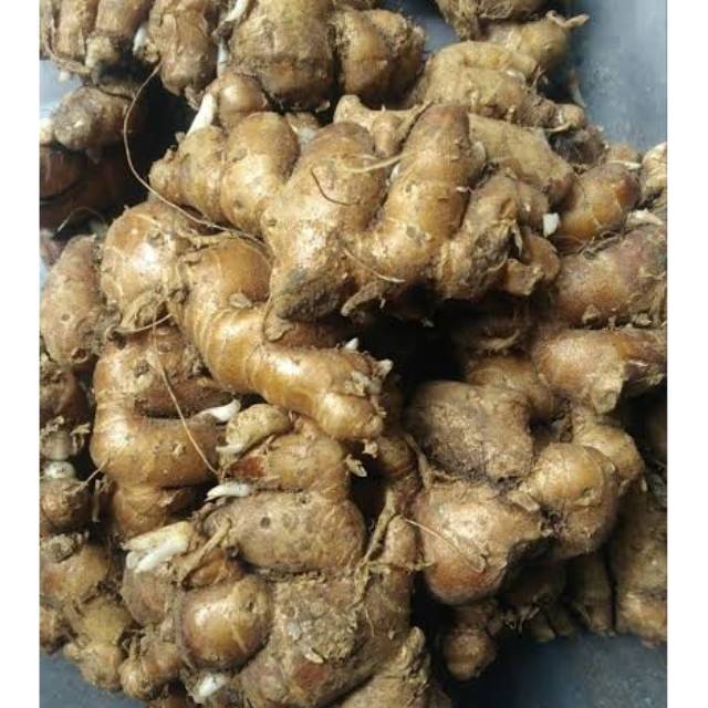 

KENCUR ( BUMBU DAPUR ) - 100 gram
