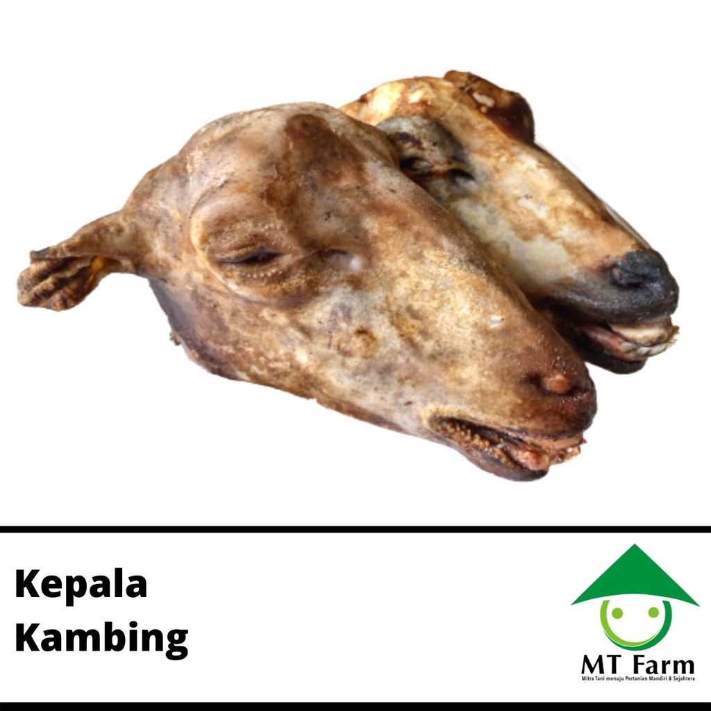 

Kepala Kambing Kepala Domba Bersih Siap Diolah