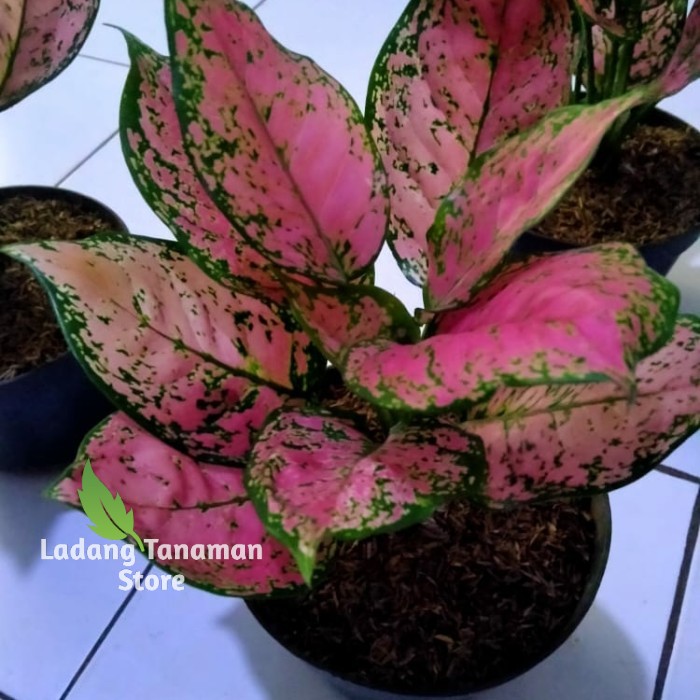 aglonema dud anjamani indukan/aglonema dud anjamani