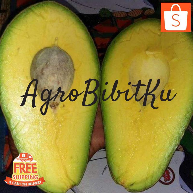 BIBIT BUAH TANAMAN ALPUKAT YAMAGATA BERKUALITAS UNGGUL