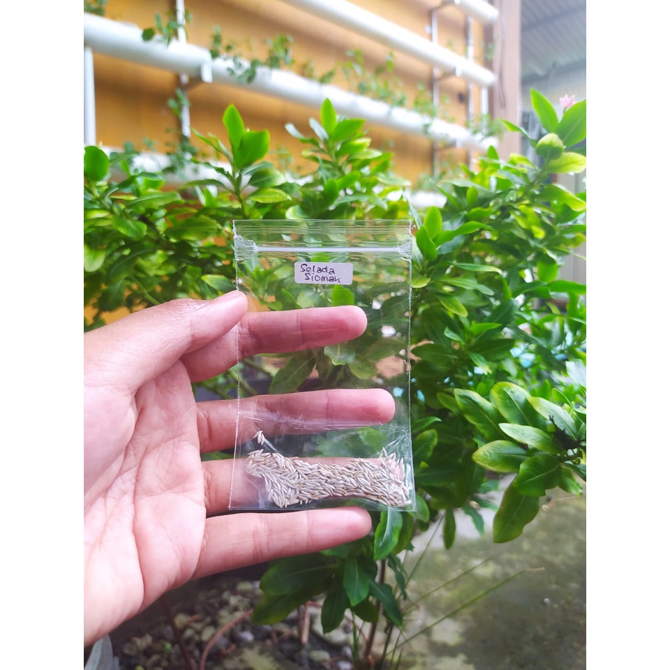 Benih Selada Wangi Siomak Pointed Leaf Hidroponik SIAP KIRIM