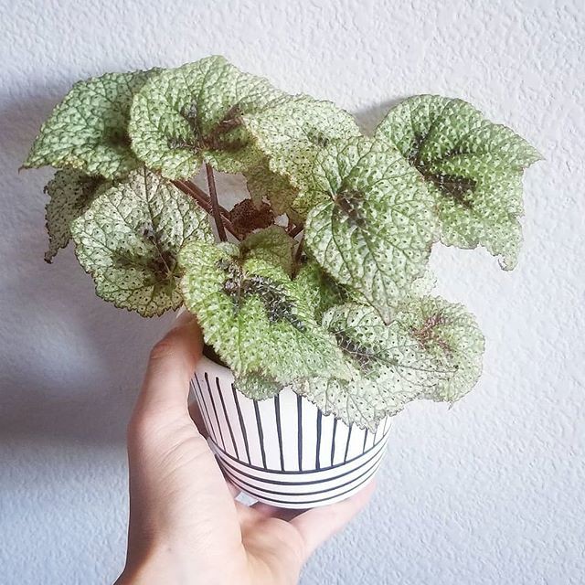 Begonia - Begonia Rex Carpet - Daun Begonia Carpet - Begonia Rex Tanaman Hias Bunga