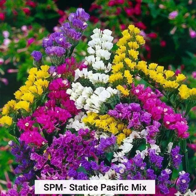 Benih Bunga Statice Pasific Mix