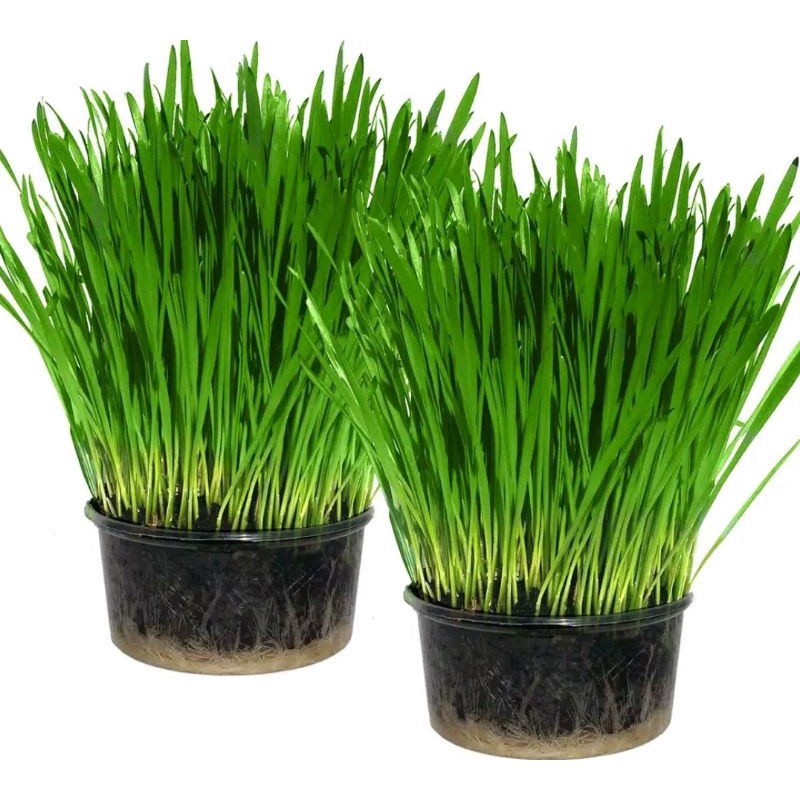 BIBIT RUMPUT KUCING 500 Seeds - Cat Grass Seed Biji Benih Bibit FEFARM