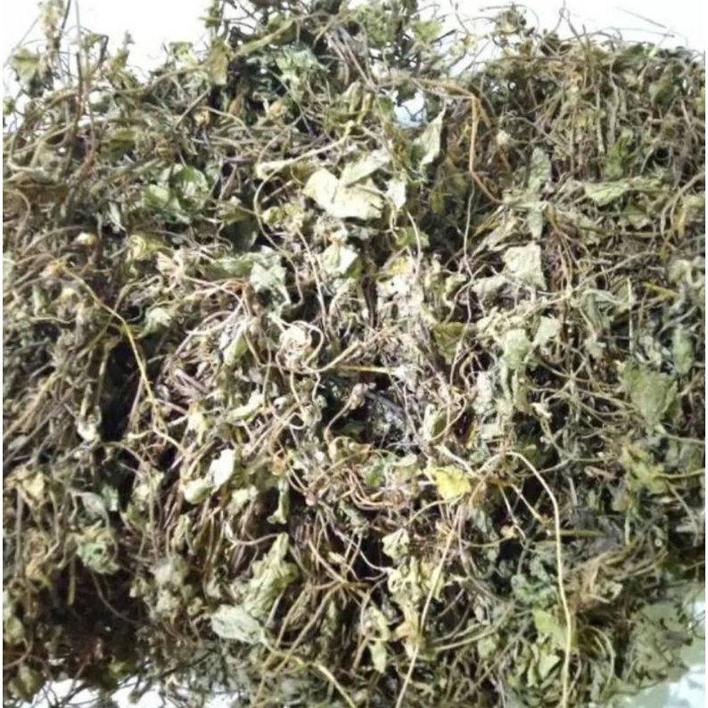 

daun pegangan antanan kering paket murah 300g