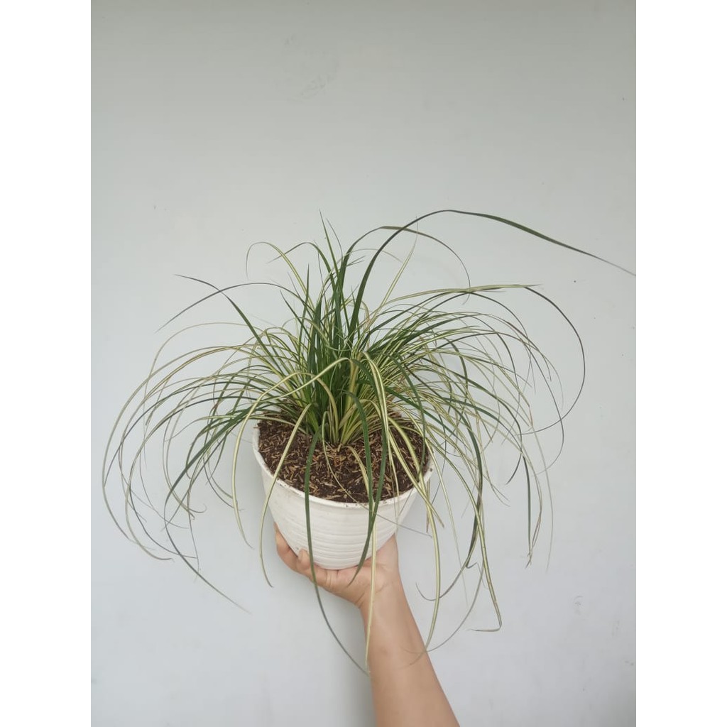 tanaman hias indoor lili paris daun kecil spider plant