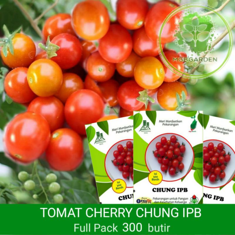 BENIH/BIJI (BAKAL BIBIT) TOMAT CHERRY CHUNG IPB