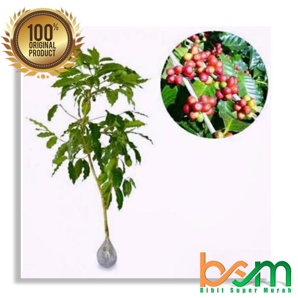 Bibit Kopi Torabika Valid Bergaransi