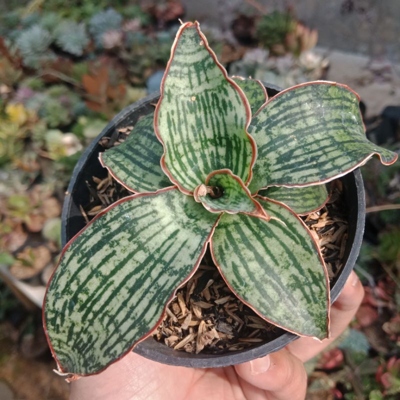 Sansevieria Cleopatra