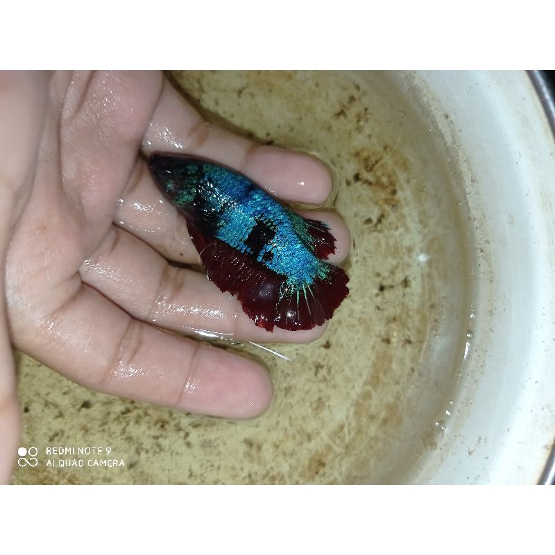 cupang hias dan cupang adu