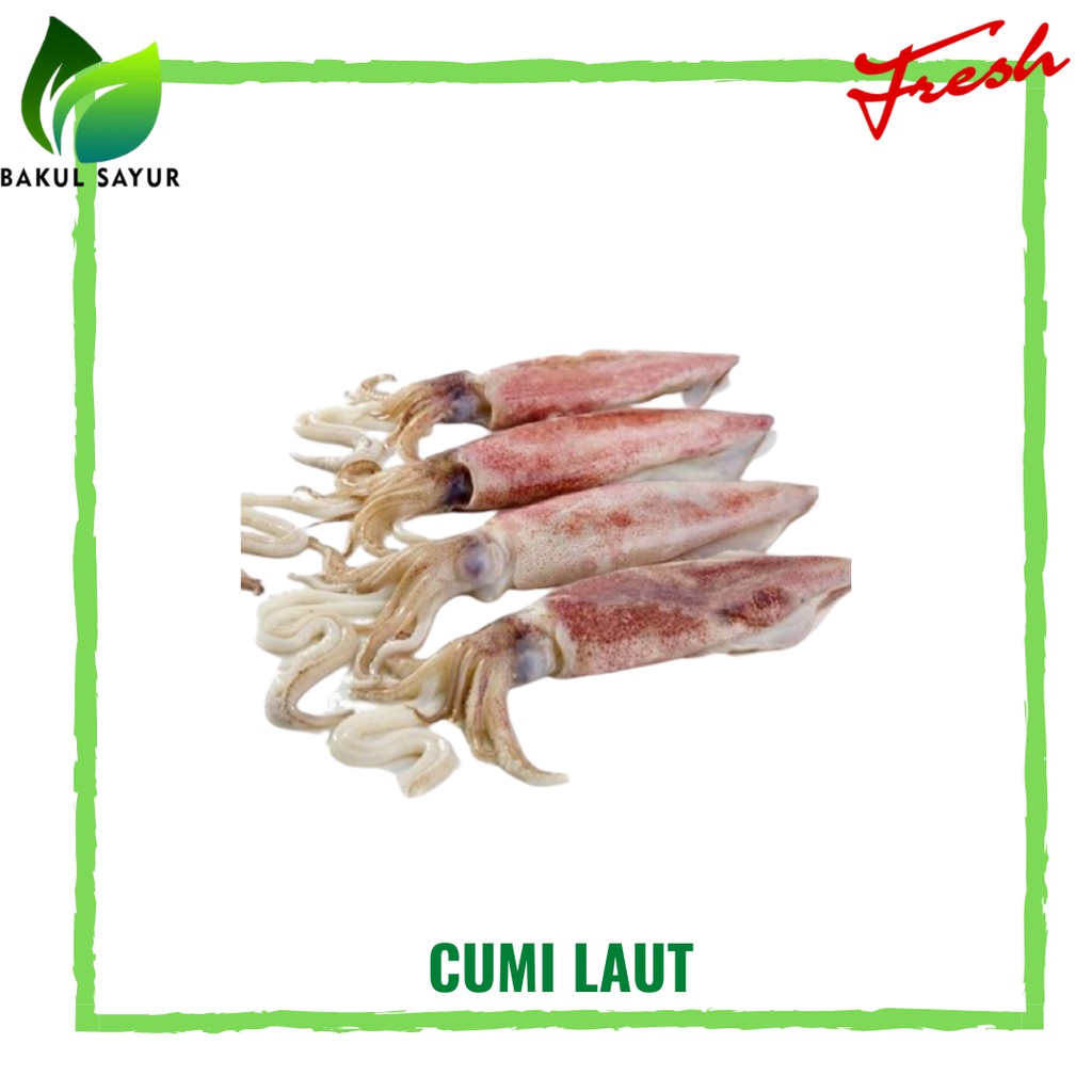 

CUMI CUMI BESAR SEGAR 500 GRAM - IKAN LAUT SEGAR JAKARTA TIMUR