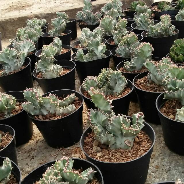 Tanaman Euphorbia Lactea
