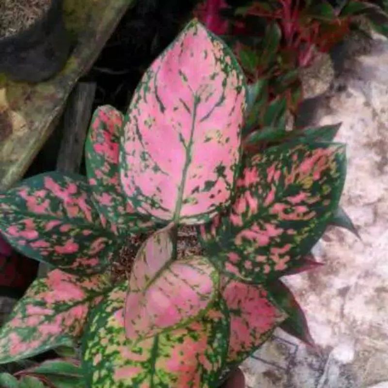 TANAMAN HIAS AGLONEMA LADY VALENTINE/BIBIT TANAMAN AGLONEMA LADY VALENTINE
