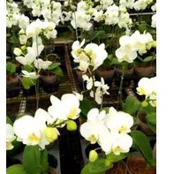 Anggrek bulan putih lidah kuning berbunga mini