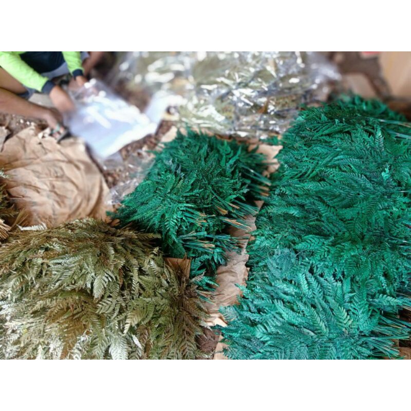 daun pakis kering/daun pakis/jual pakis/pakis kering/jual daun pakis/jual daun pakis kering/pakis/bu