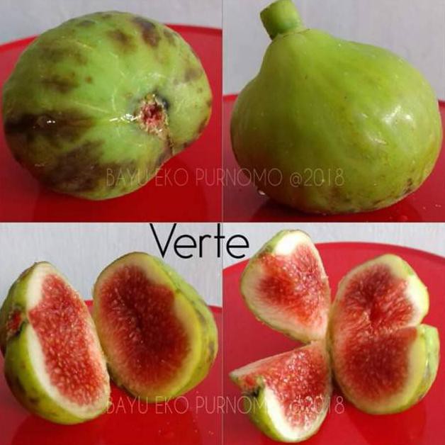 Bibit buah tin Verte Fc