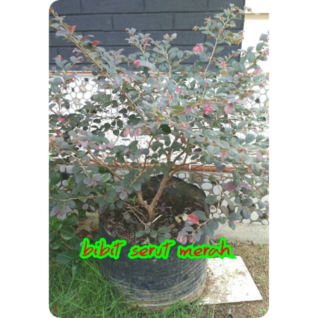 Bibit bunga serut merah