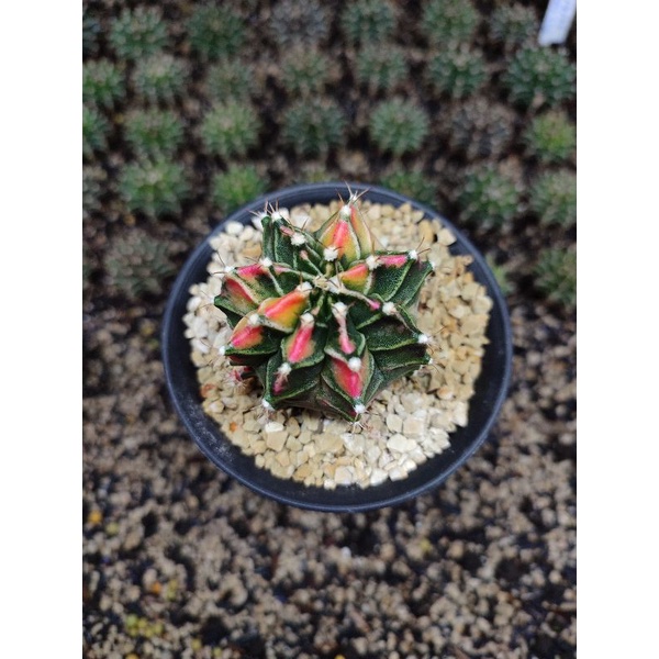 Gymno miha hybrid variegata (starfire)