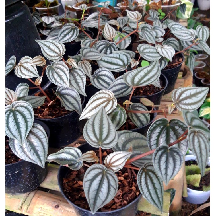 Peperomia Picolo Buntingii / Paperomia Watermelon Silver - tanaman daun