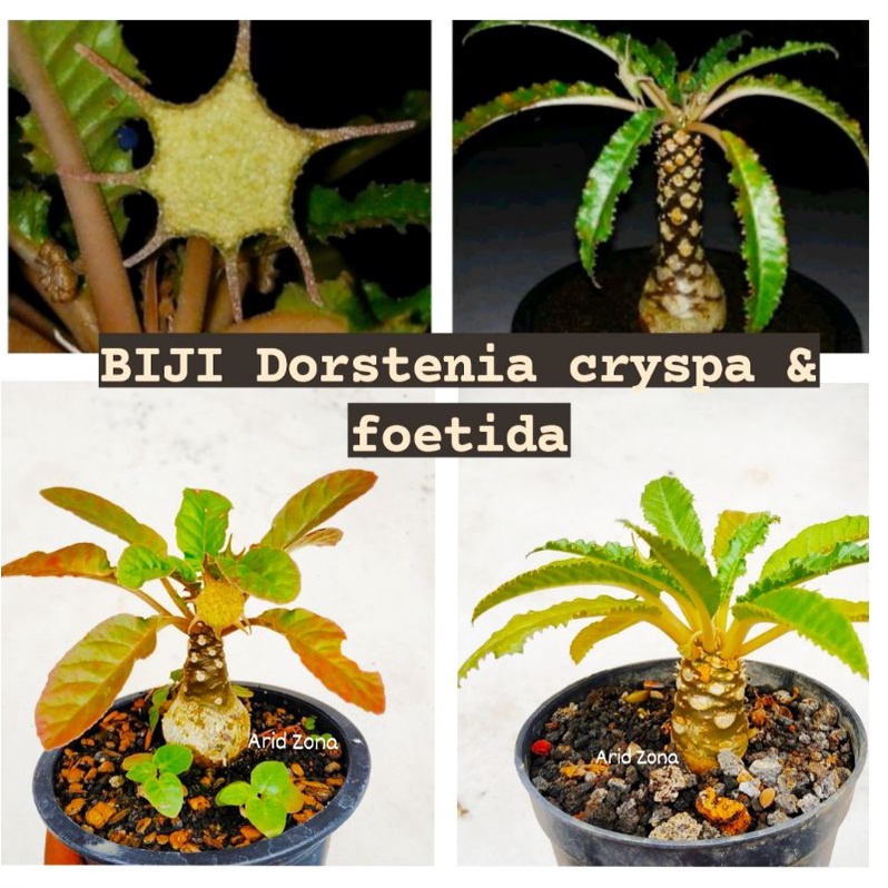 Dorstenia cryspa & foetida seed || Biji Dorstenia cryspa dan Dorstenia foetida