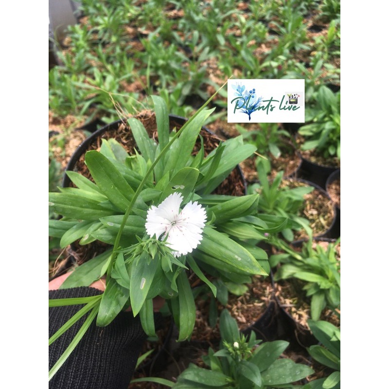 diantus / anyelir putih