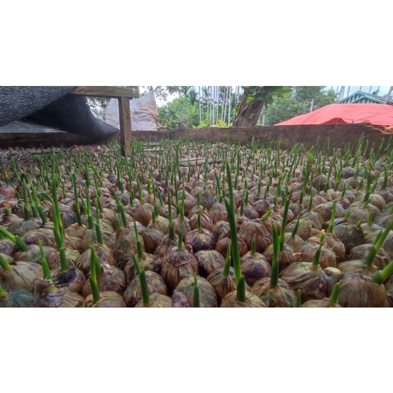 

kecambah