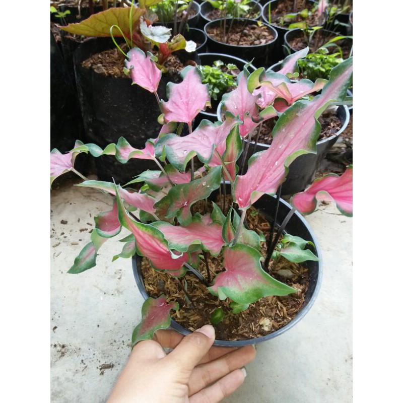 Keladi Keris