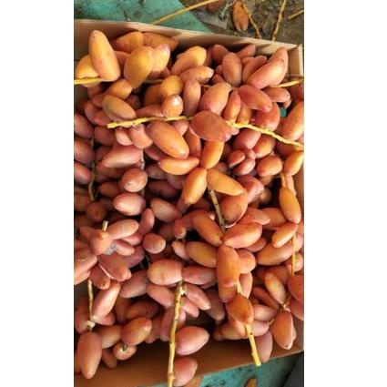 

Kekinian.. KURMA MUDA 250GR PROMIL JENIS SAMANI / PROGRAM HAMIL 49