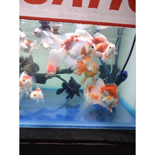 koki oranda,ryukin uk jumbo