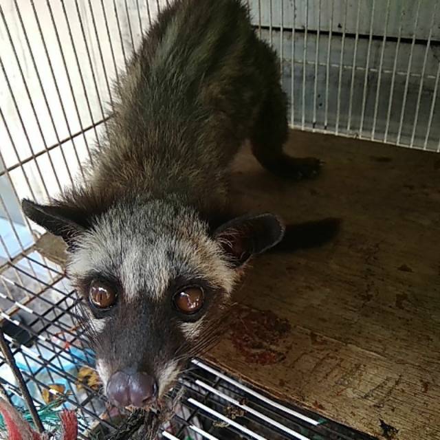 Hewan Musang Pandan Shopee Indonesia