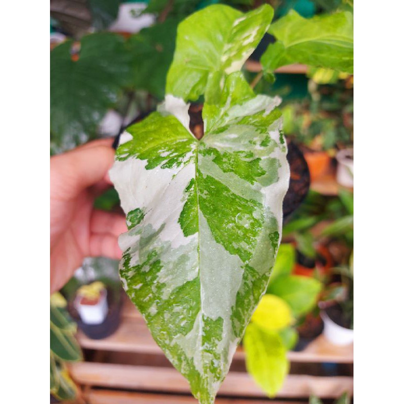 Syngonium albo variegata