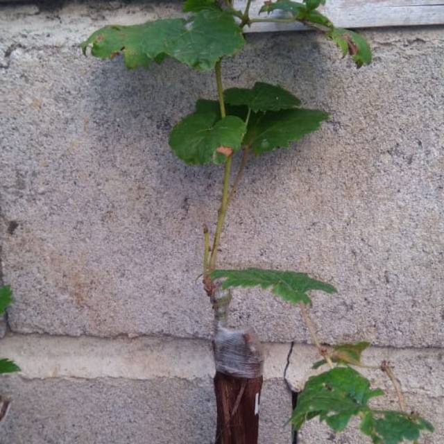 Paket 2 Bibit Tanaman Anggur Import hasil Grafting