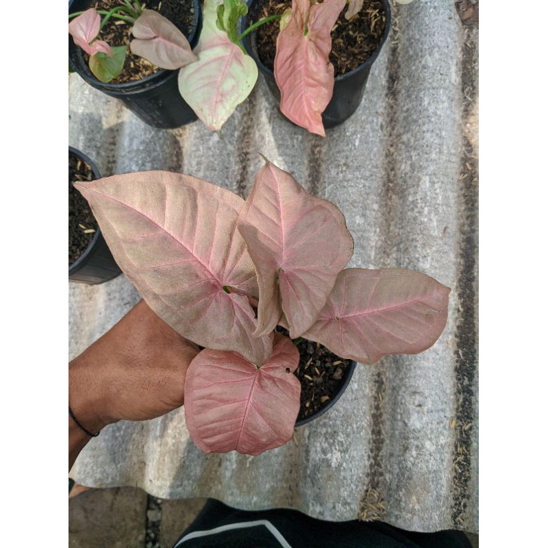 Syngonium Pink Neon Robusta