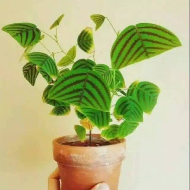 Tanaman Hias Christina Obcodata