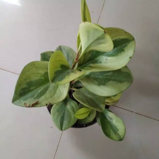 Tanaman peperomia varigata - tanaman hias peperomia varigata - tanaman peperomia abtusifolia