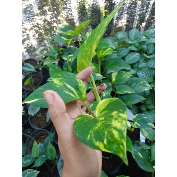 Sirih Gading Golden Pothos