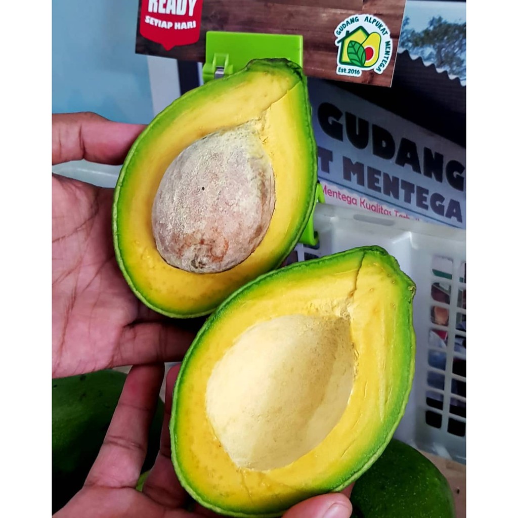 

Alpukat Mentega Matang