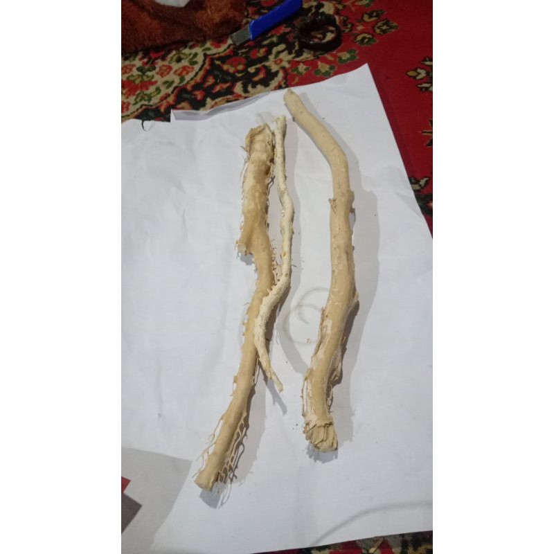 bahan akar bahar putih