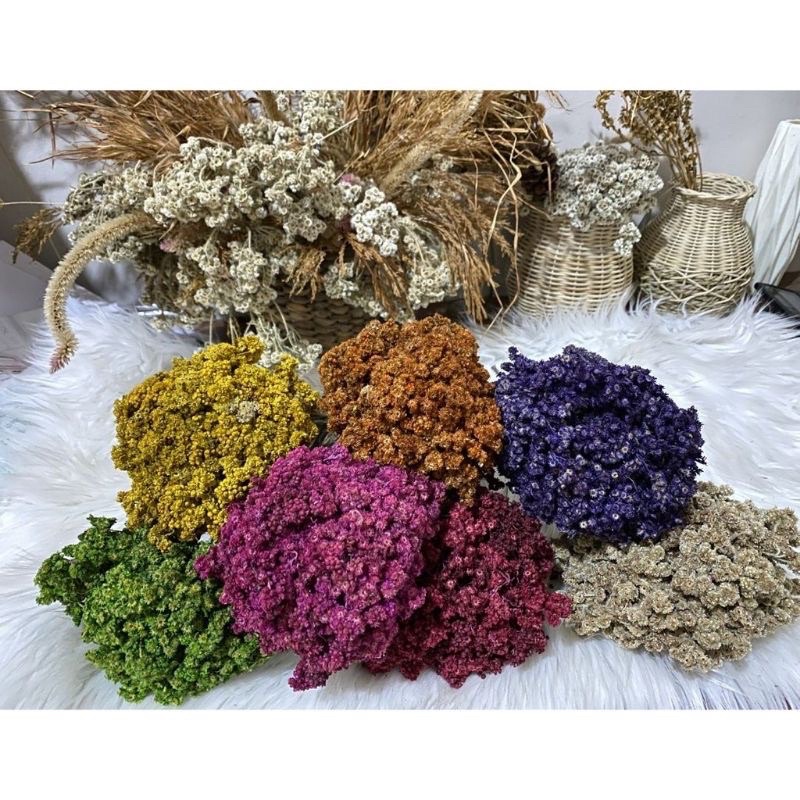 BUNGA EDELWEIS JUMBO ✅/Bunga Kering/Bunga edelweis jumbo/bunga abadi/bunga kering/bunga tahan lama/ 