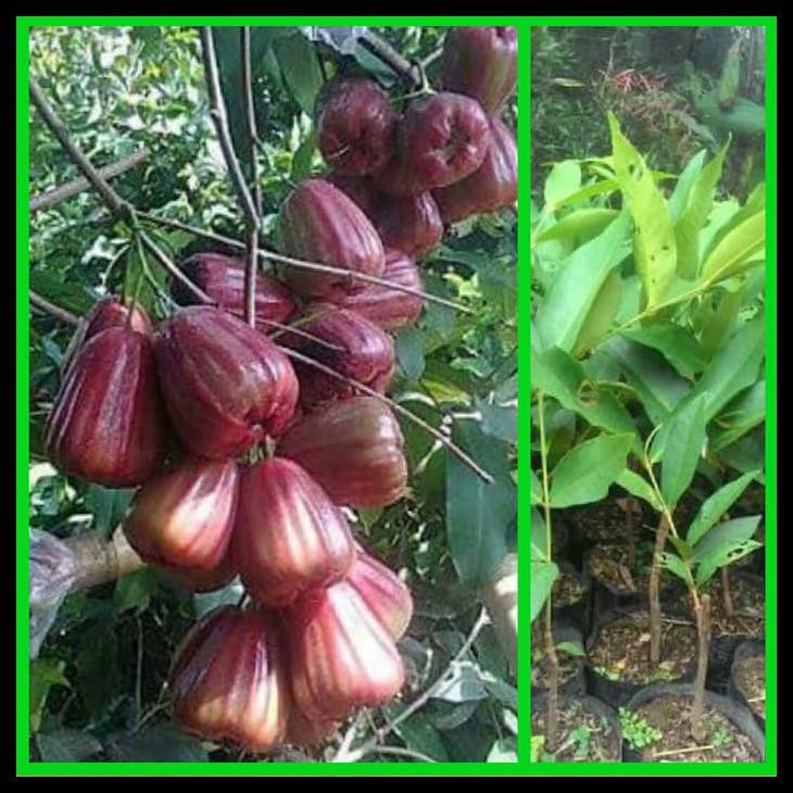 BIBIT JAMBU AIR KING ROSE JUMBO