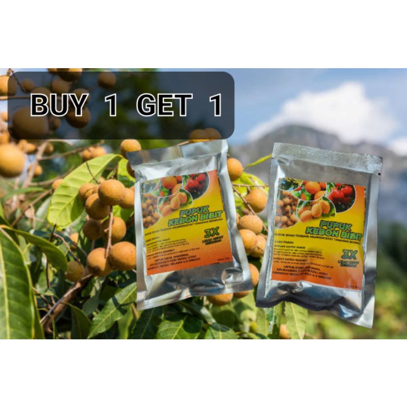 pupuk kebon bibit cepat berbuah