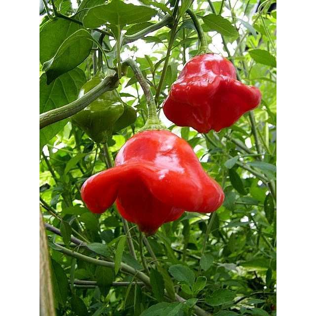 Benih Bibit Biji - Cabai Bishop's Crown Cabe Lonceng Natal Pepper Seeds