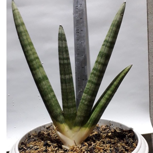 Sanseviera Boncel / Sansivera Boncel