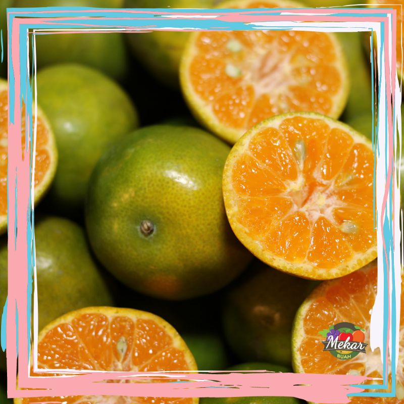 

Jeruk peras siam manis segar 1kg