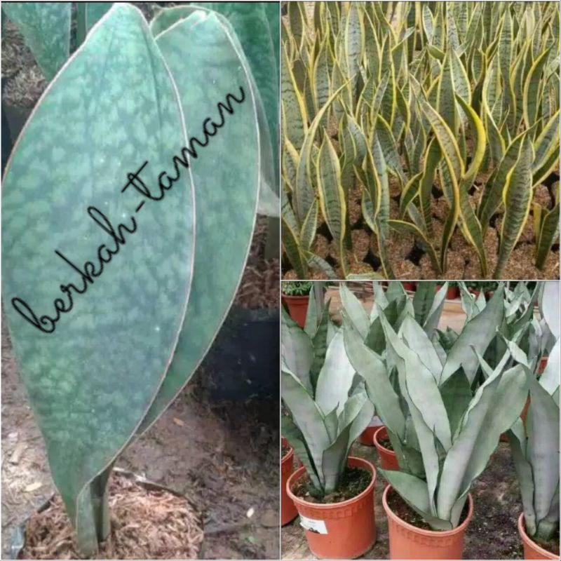 paket tanaman hias sensivera - lidah mertua