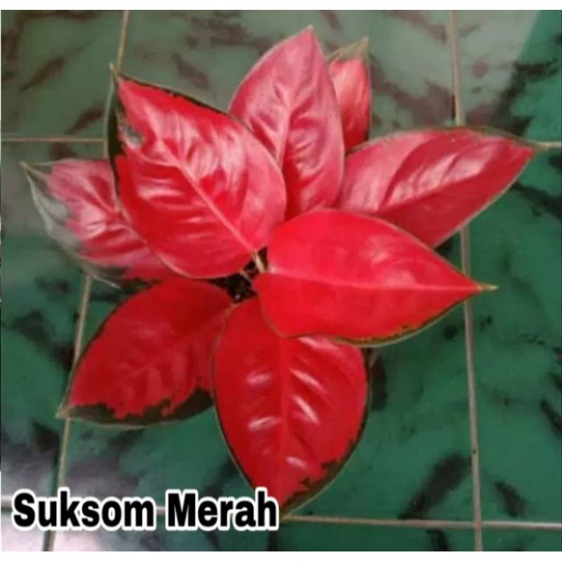 Bibit Bonggol Aglonema Suksom Merah