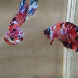 cupang red koi galaxy/multy color GRADE