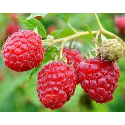Bibit Tanaman Buah Raspberry Arbei